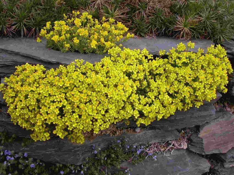 Draba Bryoides