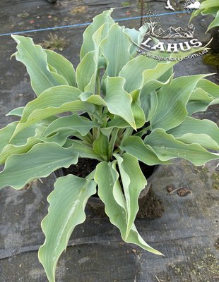 Hosta Titanium