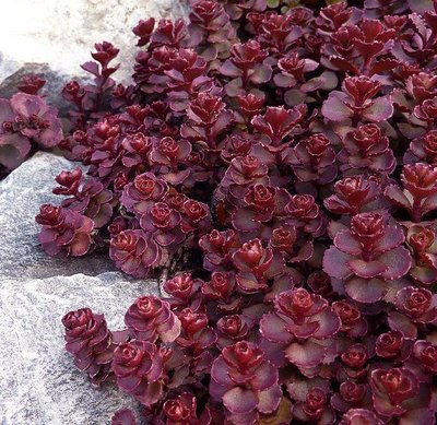 Sedum spurium 'Voodoo'