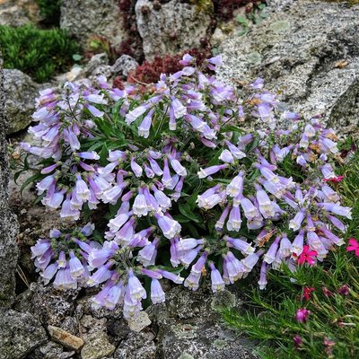 Penstemon hirsutus var.minimus