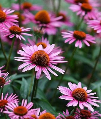 Echinacea Purpurea