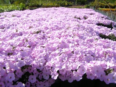 Phlox "Dolni Pena"