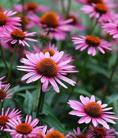 Echinacea Purpurea