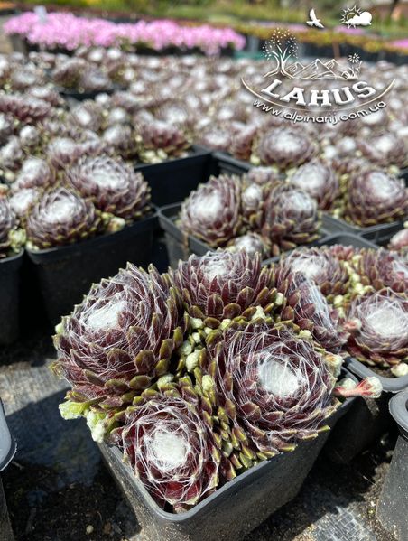 Sempervivum "Сobweb Joy"