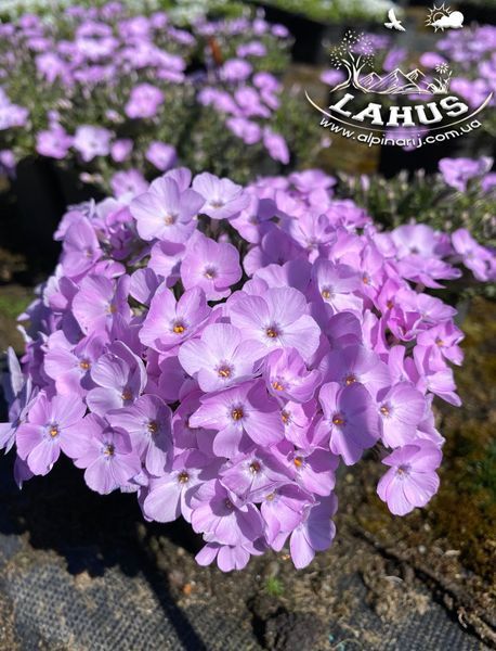 Phlox "Dolni Pena"