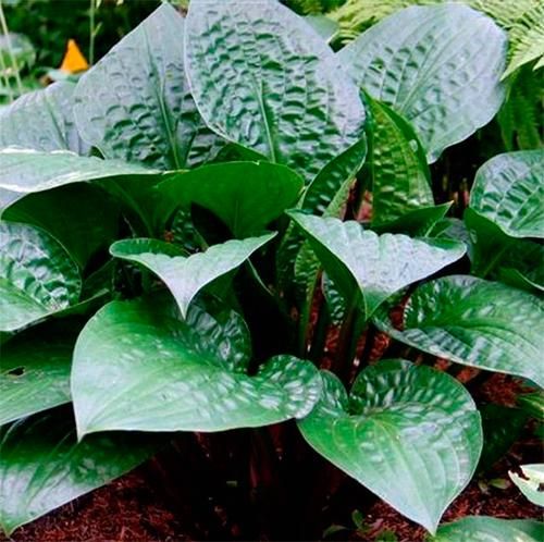 Hosta Celtic Uplands