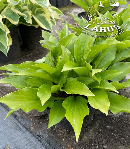 Hosta Celtic Uplands