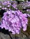 Phlox "Dolni Pena"