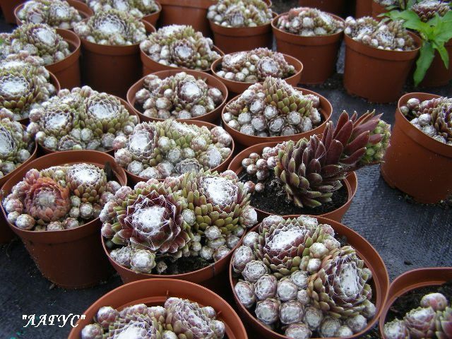 Sempervivum "Сobweb Joy"