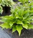 Hosta Celtic Uplands