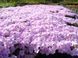Phlox "Dolni Pena"