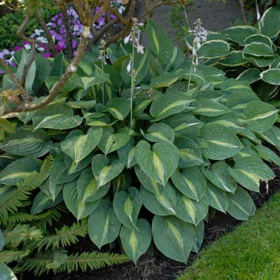 Hosta Striptease