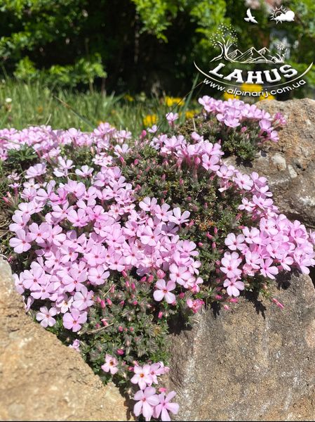 Phlox ''Boranovice''