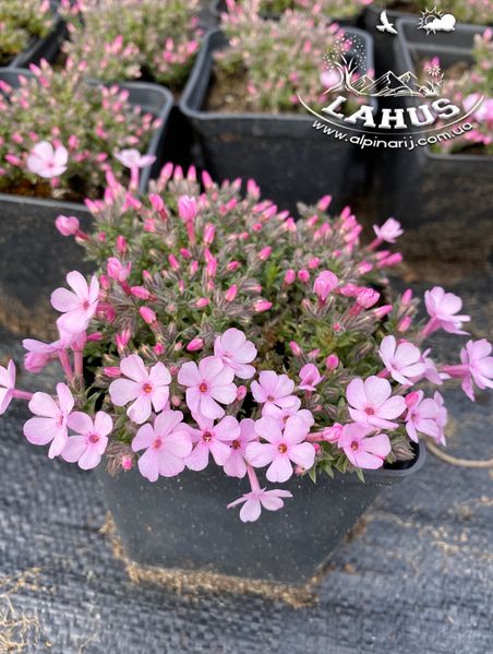 Phlox ''Boranovice''