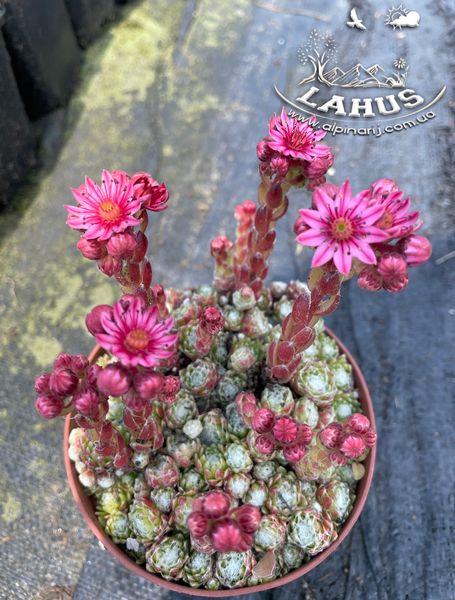 Sempervivum Arachnoideum