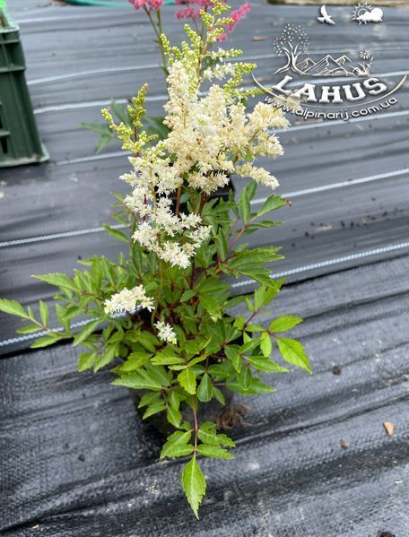 Astilbe arendsii astray White
