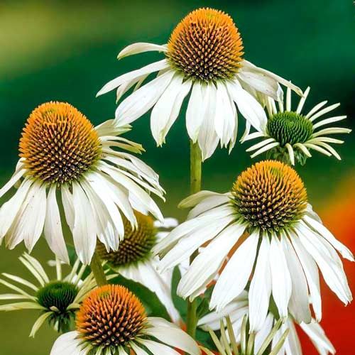 Echinacea Purpurea Alba