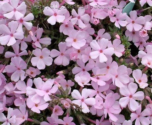 Phlox ''Boranovice''