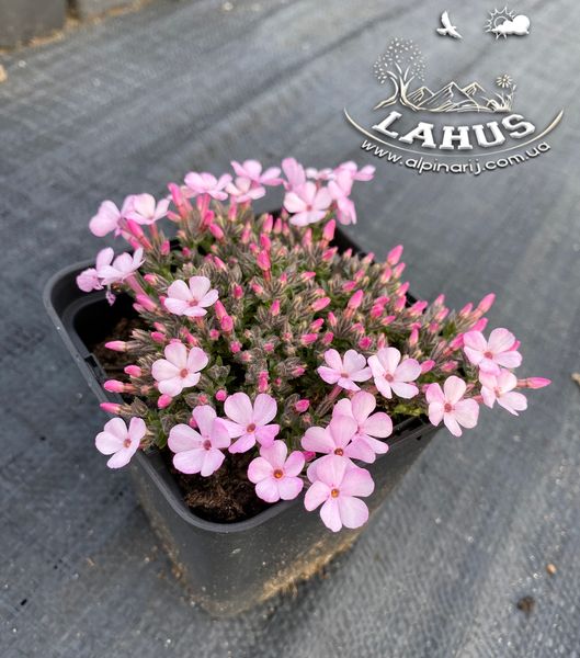 Phlox ''Boranovice''