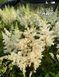 Astilbe arendsii astray White