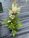 Astilbe arendsii astray White