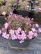 Phlox ''Boranovice''