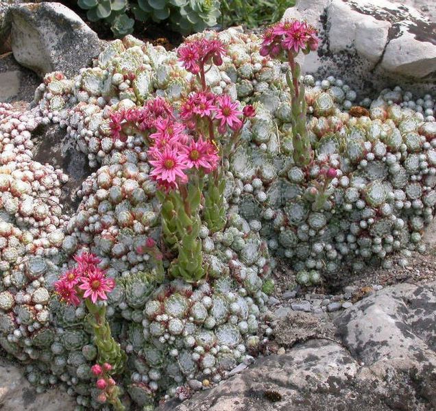 Sempervivum Arachnoideum