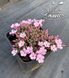 Phlox ''Boranovice''