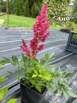 Astilbe arendsii astary Rose