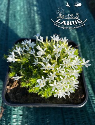 Phlox Covillei