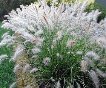 Pennisetum alopecuroides 'Japonicum'