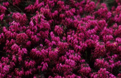 Erica carnea ''Wintersonne''