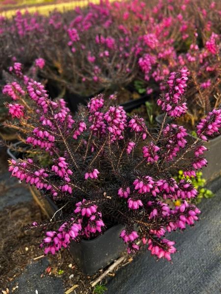 Erica carnea ''Wintersonne''