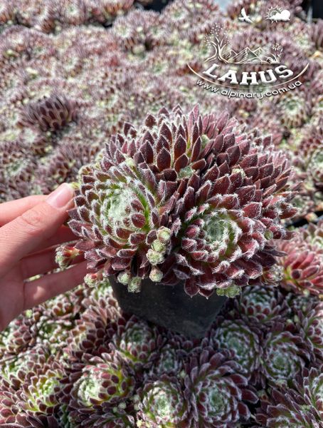 Sempervivum arachnoideum 'Bravo'