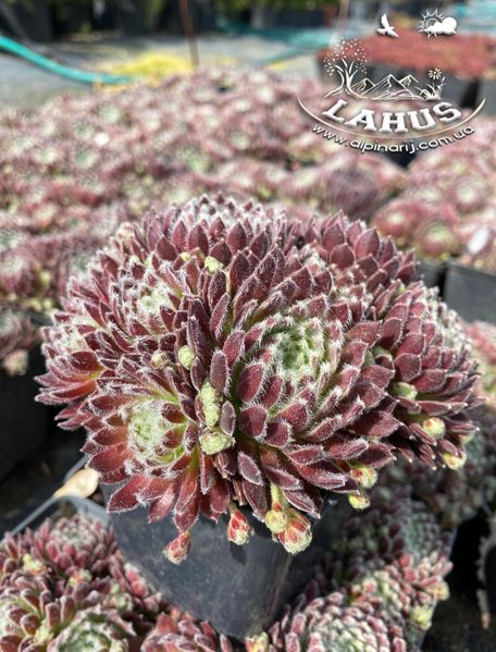 Sempervivum arachnoideum 'Bravo'