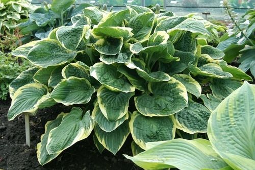 Hosta Christmas Tree