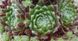 Sempervivum arachnoideum 'Bravo'