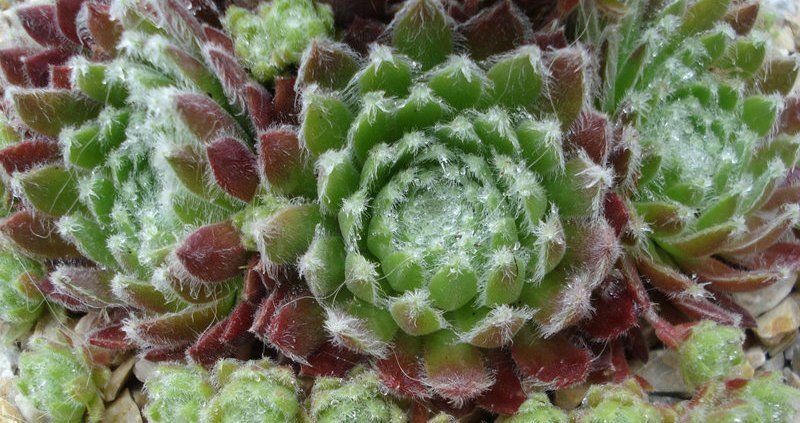 Sempervivum arachnoideum 'Bravo'