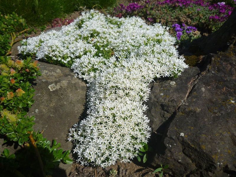 Phlox Covillei