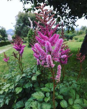 Astilbe chinensis 'Pumila'
