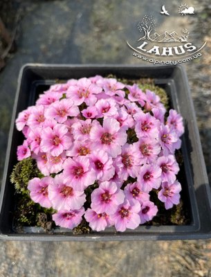 Saxifraga Sissie