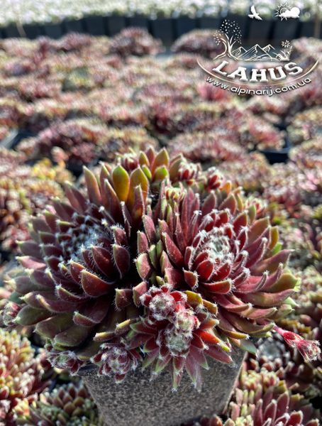 Sempervivum Borisii