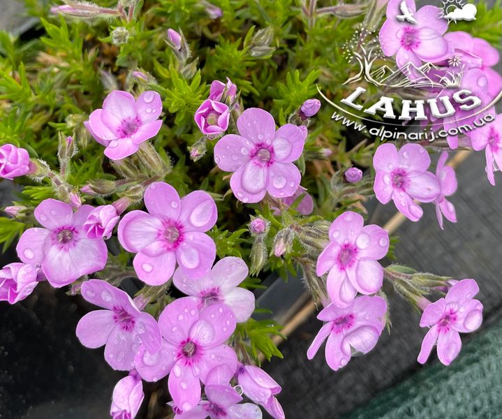 Phlox douglasii "Eva"