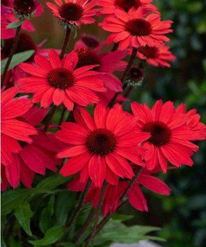 Echinacea ' Vintage Hot Red'