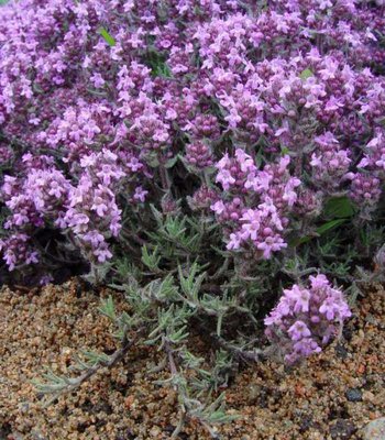 Thymus' Doerfleri'