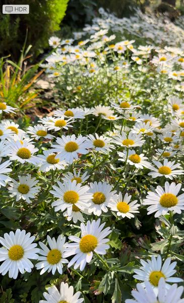 Chrysanthemum Arcticum