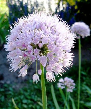 Allium montanum ssp. spiralis