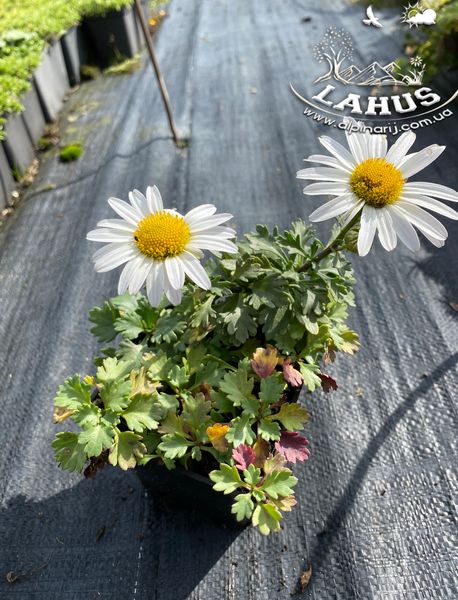 Chrysanthemum Arcticum