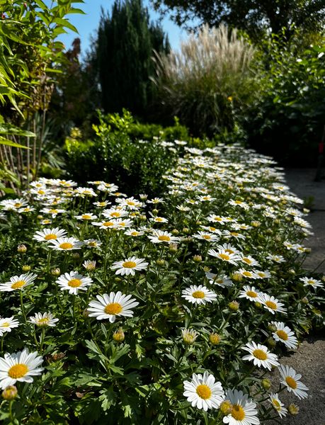 Chrysanthemum Arcticum