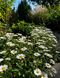 Chrysanthemum Arcticum